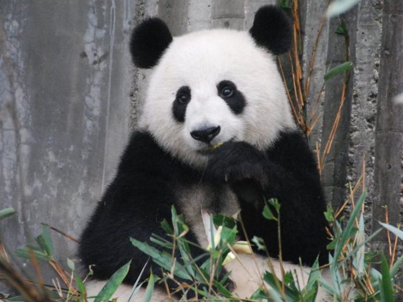 Giant Panda Cam | Smithsonian’s National Zoo