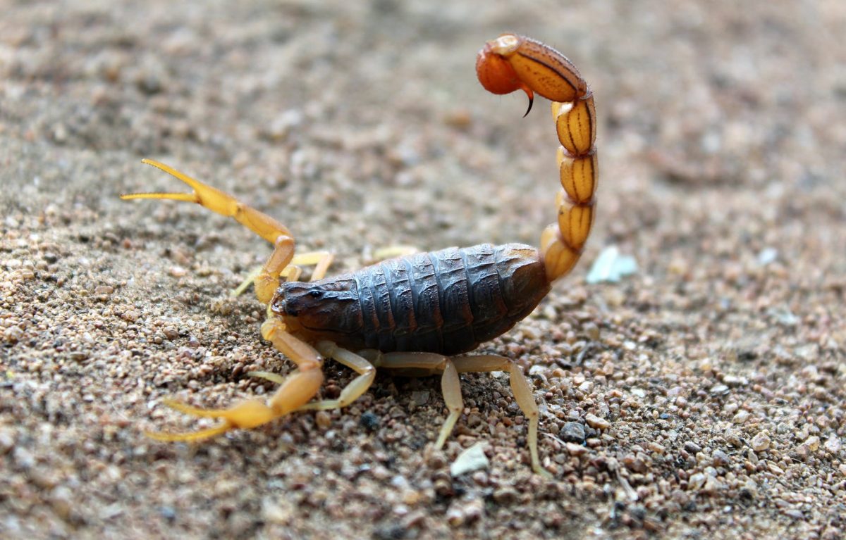 Scorpion Repel – Budget Brothers Termite